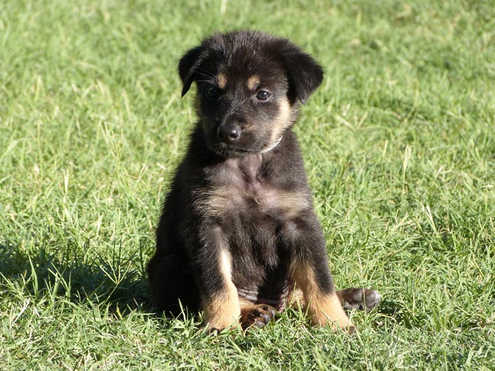 chinook dog